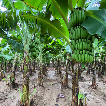 Banana farm visit